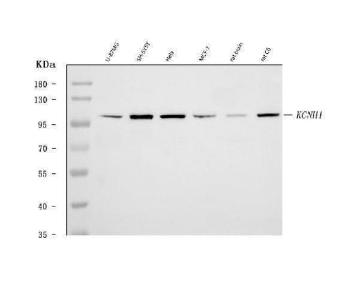 Anti-KCNH1 Antibody Picoband® Boster Bio