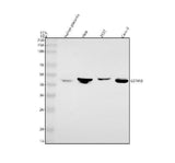 Anti-EDNRB Antibody Picoband® Boster Bio