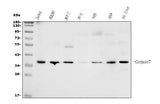 Anti-Caspase-7/CASP7 Antibody Picoband® Boster Bio