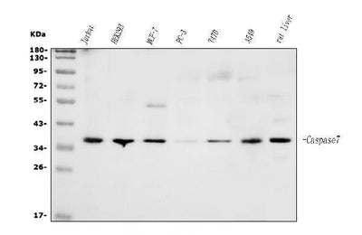 Anti-Caspase-7/CASP7 Antibody Picoband® Boster Bio