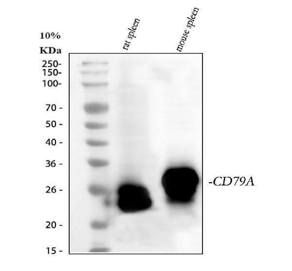Anti-Cd79a Antibody Picoband® Boster Bio