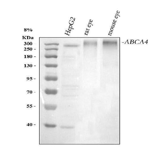 Anti-ABCA4 Antibody Picoband® Boster Bio