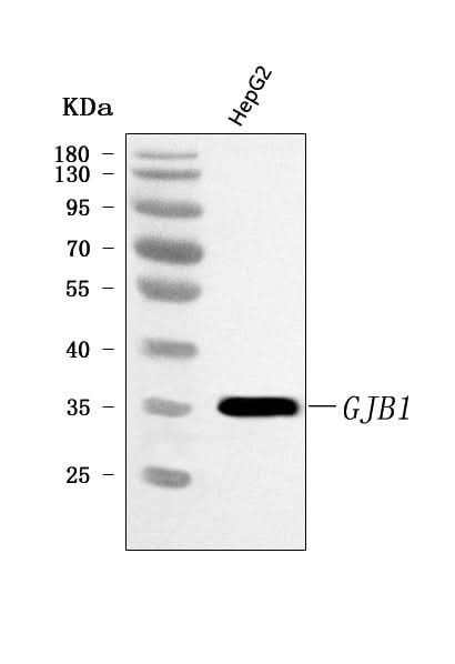 Anti-Connexin-32/GJB1 Antibody Picoband® Boster Bio