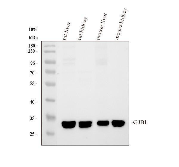 Anti-Connexin 32/GJB1 Antibody Picoband® Boster Bio