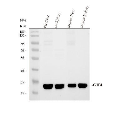 Anti-Connexin 32/GJB1 Antibody Picoband® Boster Bio