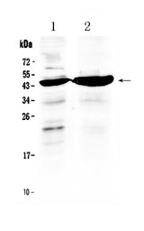 Anti-TFPI Antibody Picoband® Boster Bio