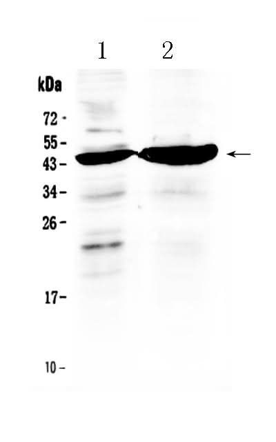 Anti-TFPI Antibody Picoband® Boster Bio