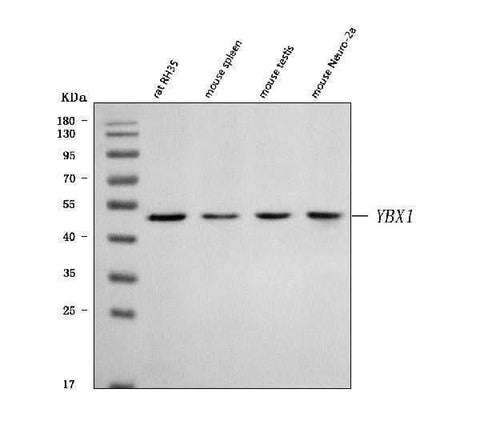 Anti-YB1/Ybx1 Antibody Picoband® Boster Bio