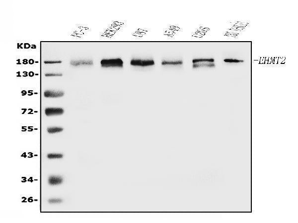 Anti-EHMT2/G9A Antibody Picoband® Boster Bio