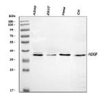 Anti-HDGF Antibody Picoband® Boster Bio