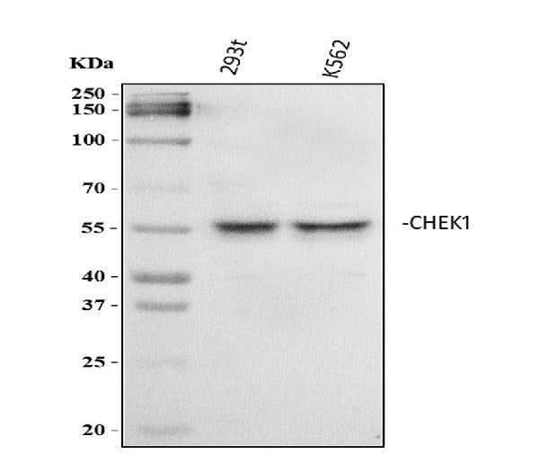 Anti-Chk1/CHEK1 Antibody Picoband® Boster Bio