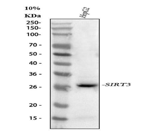 Anti-SIRT3 Antibody Picoband® Boster Bio