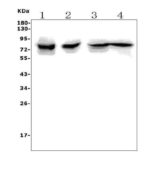 Anti-RANK/Tnfrsf11a Picoband® Antibody Boster Bio