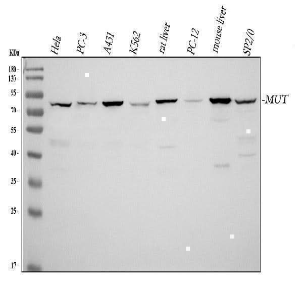 Anti-Methylmalonyl Coenzyme A mutase Antibody Picoband® Boster Bio
