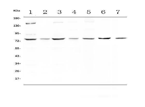 Anti-MST1 Antibody Picoband® Boster Bio