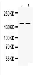 Anti-nNOS (neuronal)/NOS1 Antibody Picoband® Boster Bio