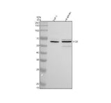 Anti-HCK Antibody Picoband® Boster Bio