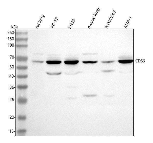 Anti-Cd63 Antibody Picoband® Boster Bio