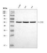 Anti-Carbonic Anhydrase 9/CA9 Antibody Picoband® Boster Bio