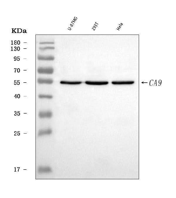 Anti-Carbonic Anhydrase 9/CA9 Antibody Picoband® Boster Bio