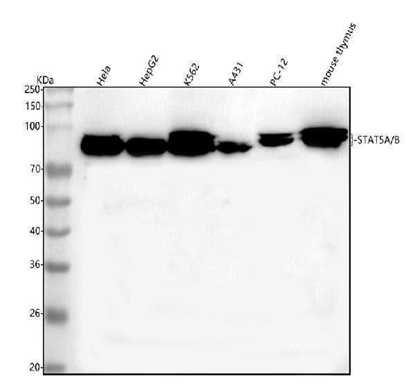 Anti-STAT5A/B Antibody Picoband® Boster Bio