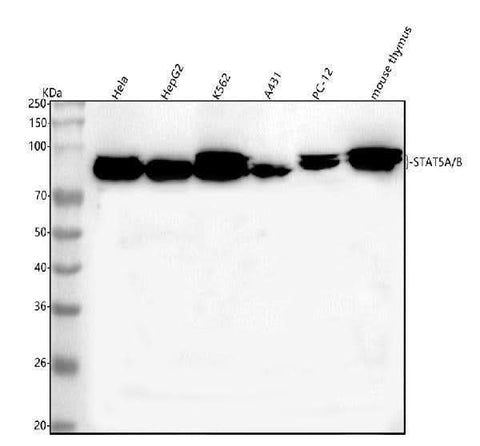 Anti-STAT5A/B Antibody Picoband® Boster Bio