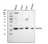 Anti-APOBEC3B Antibody Picoband® Boster Bio