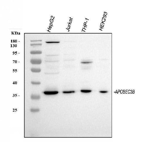 Anti-APOBEC3B Antibody Picoband® Boster Bio