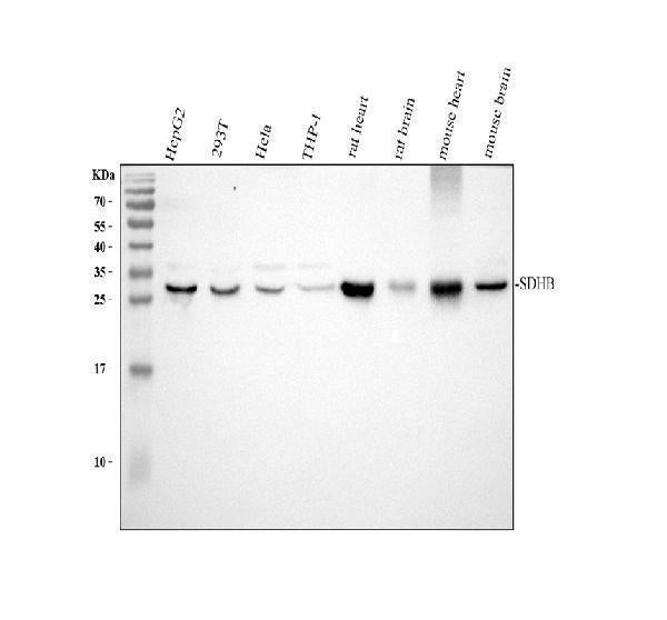 Anti-SDHB Antibody Picoband® Boster Bio