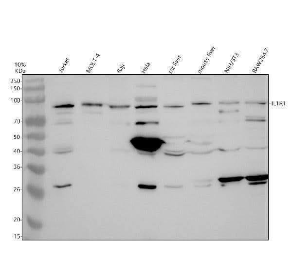Anti-IL1R1 Antibody Picoband® Boster Bio
