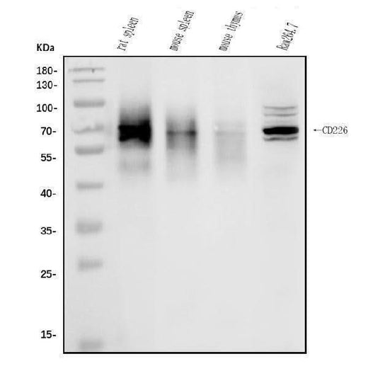 Anti-CD226 Antibody Picoband® Boster Bio