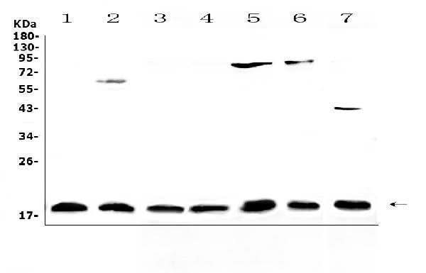 Anti-IL23/IL23A Antibody Picoband® Boster Bio