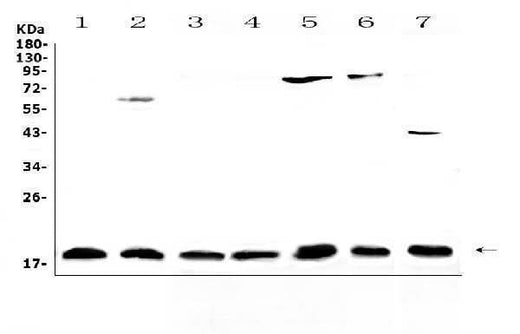 Anti-IL23/IL23A Antibody Picoband® Boster Bio