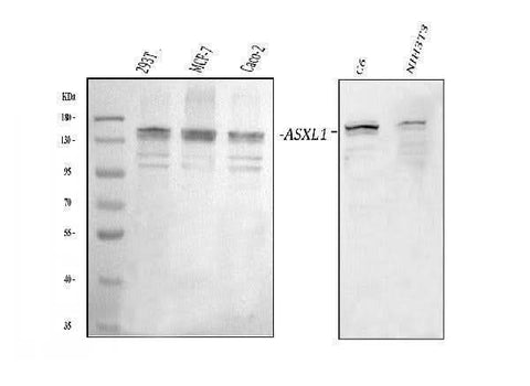 Anti-ASXL1 Antibody Picoband® Boster Bio