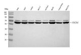 Anti-PDCD4 Antibody Picoband® Boster Bio