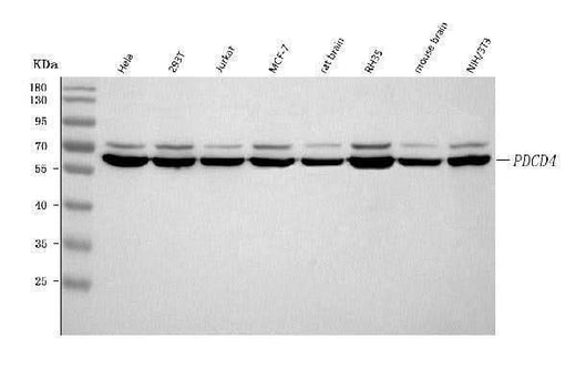 Anti-PDCD4 Antibody Picoband® Boster Bio