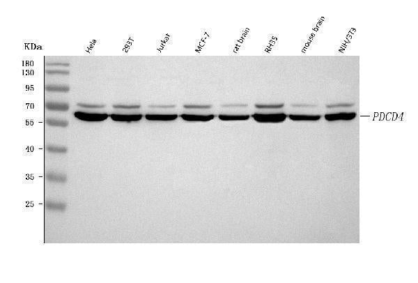 Anti-PDCD4 Antibody Picoband® Boster Bio