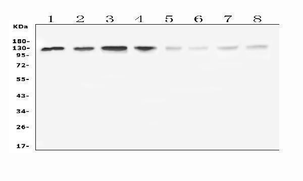 Anti-Leucyl tRNA synthetase /LARS Antibody Picoband® Boster Bio