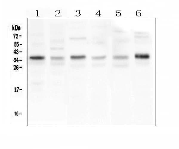Anti-CD40L/CD40LG Antibody Picoband® Boster Bio