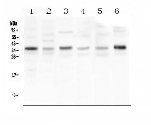 Anti-CD40L/CD40LG Antibody Picoband® Boster Bio