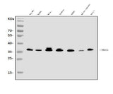 Anti-TRAP/CD40L/CD40LG Antibody Picoband® Boster Bio