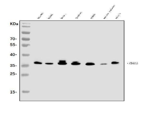 Anti-TRAP/CD40L/CD40LG Antibody Picoband® Boster Bio