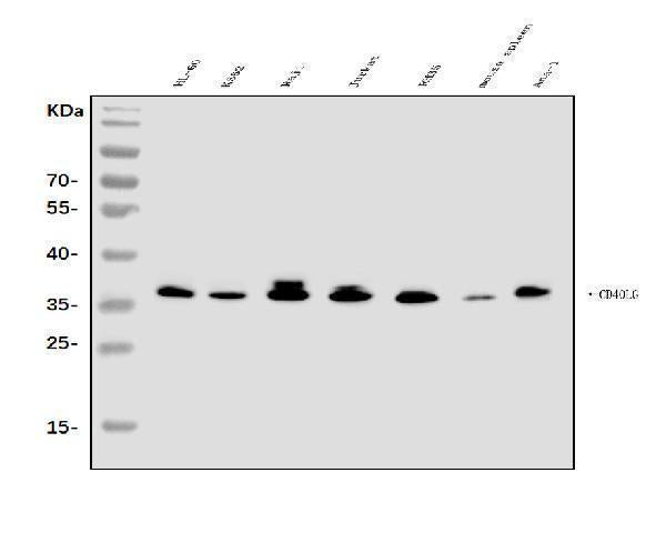 Anti-TRAP/CD40L/CD40LG Antibody Picoband® Boster Bio