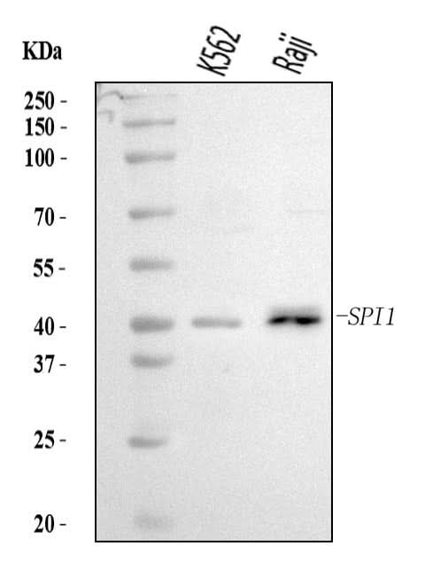 Anti-PU.1/SPI1 Antibody Picoband® Boster Bio