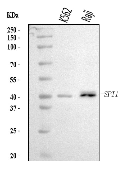 Anti-PU.1/SPI1 Antibody Picoband® Boster Bio