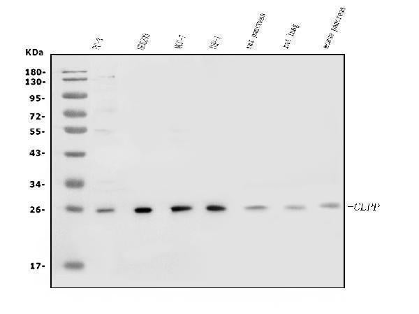 Anti-CLPP Antibody Picoband® Boster Bio
