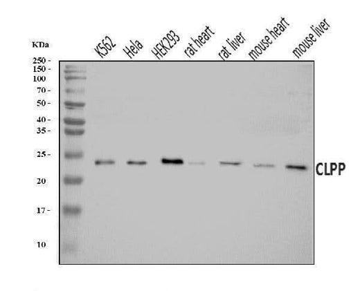 Anti-CLPP Antibody Picoband® Boster Bio