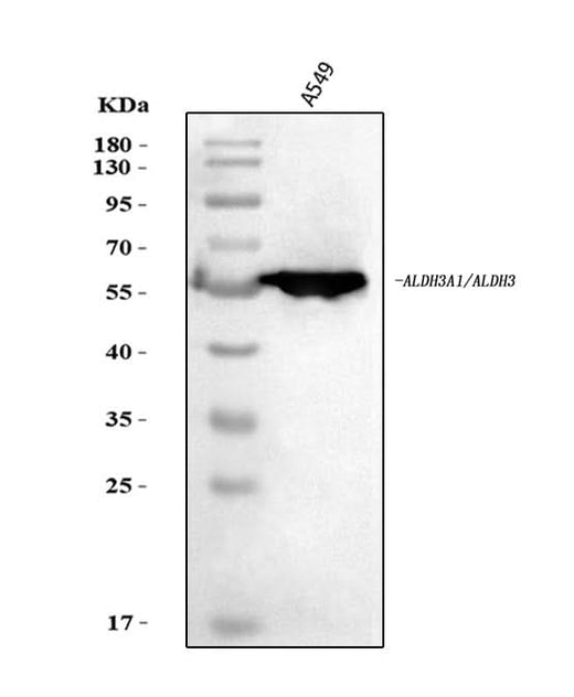 Anti-ALDH3A1 Antibody Picoband® Boster Bio
