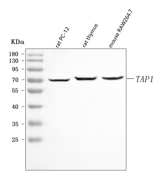 Anti-Tap1 Antibody Picoband® Boster Bio