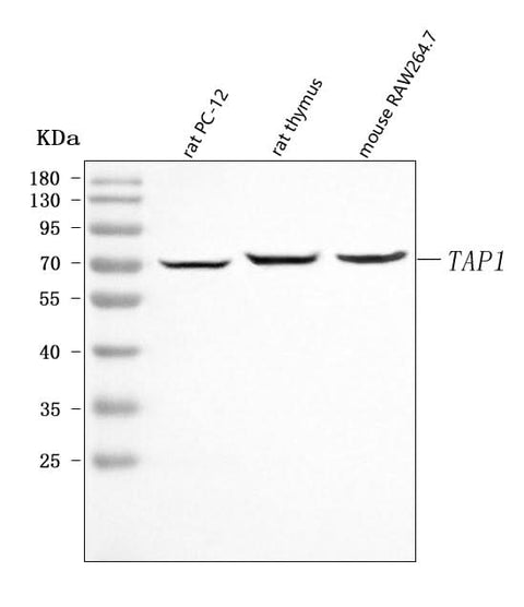 Anti-Tap1 Antibody Picoband® Boster Bio